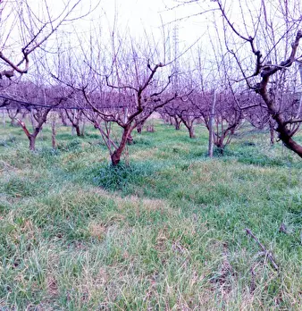 Foto annuncio 6