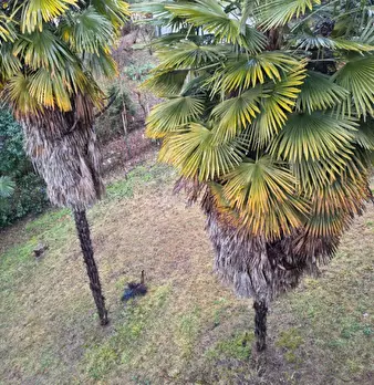 Foto annuncio 34