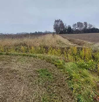 Foto annuncio 4