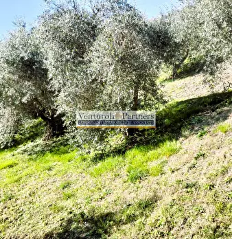 Foto annuncio 10