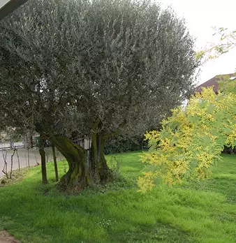 Foto annuncio 9