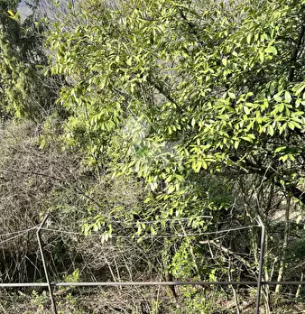 Foto annuncio 24