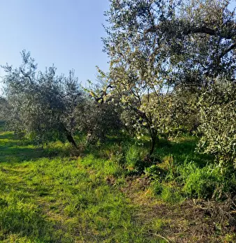 Foto annuncio 4