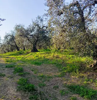 Foto annuncio 5