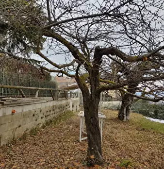 Foto annuncio 24