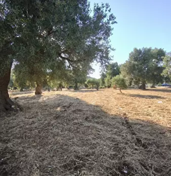 Foto annuncio 15