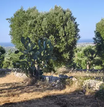 Foto annuncio 16