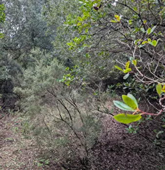 Foto annuncio 11
