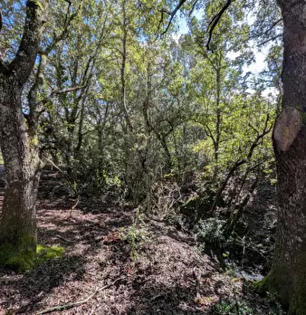 Foto annuncio 24