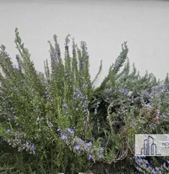 Foto annuncio 58