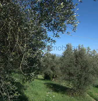 Foto annuncio 17