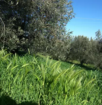 Foto annuncio 18