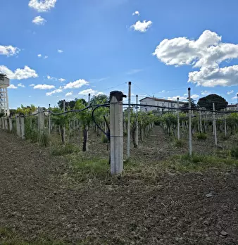 Foto annuncio 13