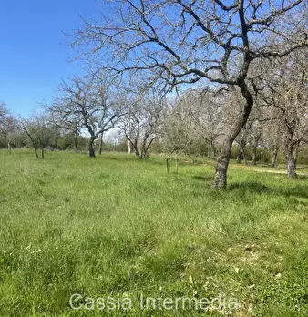 Foto annuncio 45