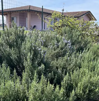 Foto annuncio 29