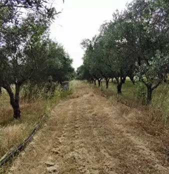 Foto annuncio 51