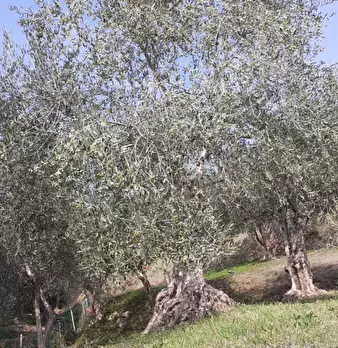 Foto annuncio 11