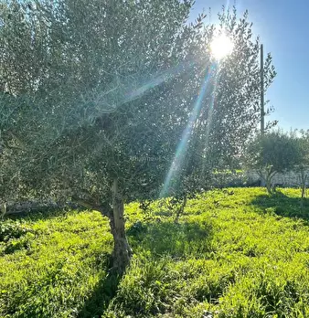 Foto annuncio 24