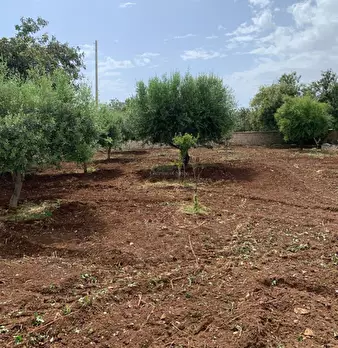 Foto annuncio 72
