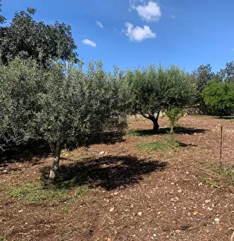 Foto annuncio 77