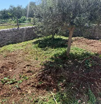Foto annuncio 86