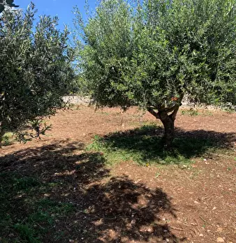 Foto annuncio 93