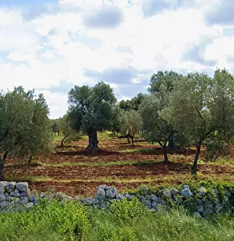 Foto annuncio 9