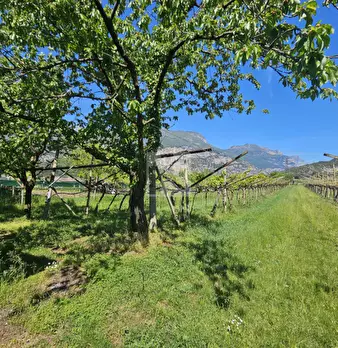Foto annuncio 9