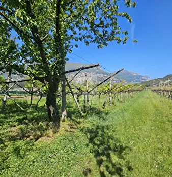Foto annuncio 10