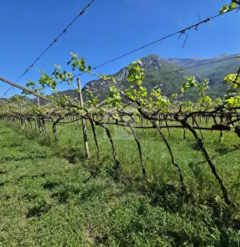 Foto annuncio 12