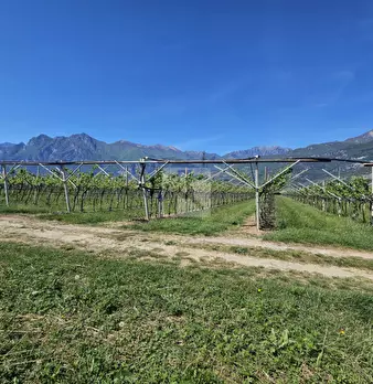 Foto annuncio 6
