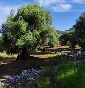 Foto annuncio 7