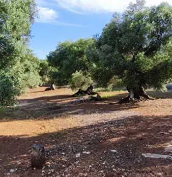 Foto annuncio 9