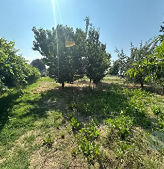 Foto annuncio 6