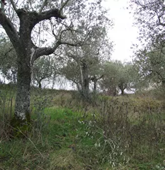 Foto annuncio 8