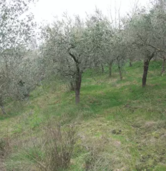 Foto annuncio 10