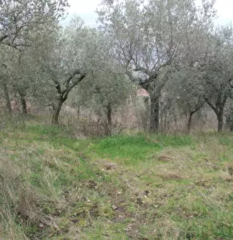 Foto annuncio 19