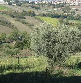 Foto annuncio 13