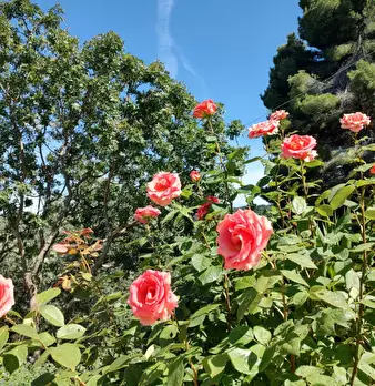 Foto annuncio 26
