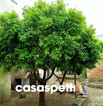 Foto annuncio 1
