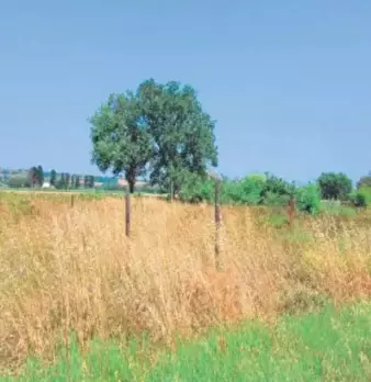 Foto annuncio 2