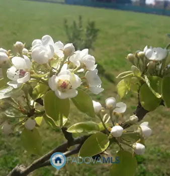 Foto annuncio 3
