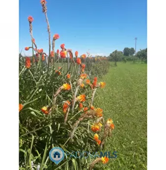 Foto annuncio 7