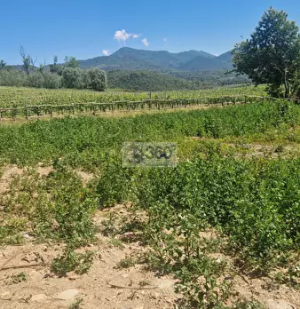Foto annuncio 4
