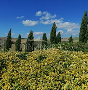 Foto annuncio 33