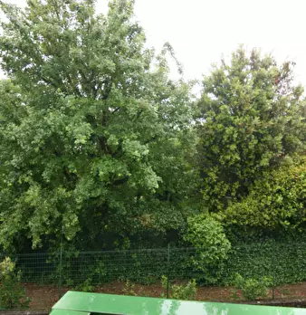 Foto annuncio 13