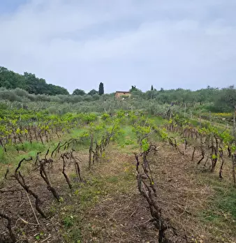 Foto annuncio 9