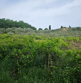 Foto annuncio 11