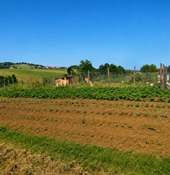 Foto annuncio 5