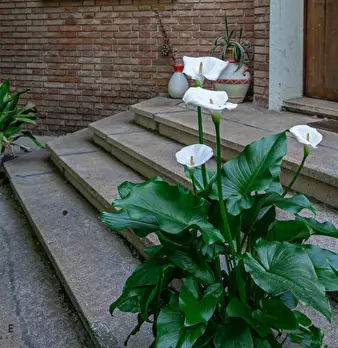 Foto annuncio 5